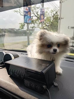 ความน่ารักของน้องหมานั่งหน้าจริงๆติดกระจกเลย