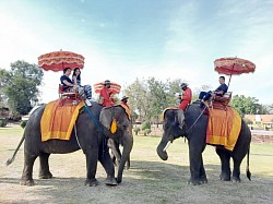 ขี่ช้างให้อาหารช้างพัทยา